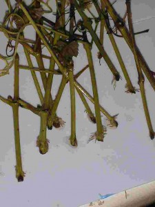 Figur 4: kviste fra vindrueplanter der har stået i vand i 1 til 2 måneder hvorefter de er klar til at blive sat i jorden.